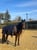 Horse ad