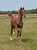 Horse ad