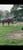 Horse ad