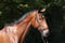Horse ad