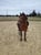 Horse ad