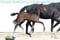 Horse ad