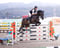 Annuncio cavallo