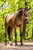 Paardadvertentie
