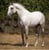 Annuncio cavallo