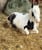 Horse ad