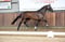 Annuncio cavallo