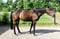 Horse ad