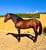 Horse ad