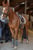 Annuncio cavallo
