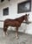 Horse ad