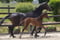 Horse ad