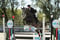 Horse ad