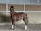 Horse ad