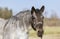 Annuncio cavallo