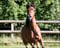 Horse ad
