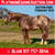 Horse ad