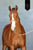 Annuncio cavallo