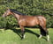 Horse ad
