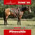 Annuncio cavallo