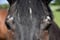 Horse ad