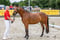 Horse ad