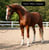Horse ad