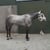 Annonce cheval
