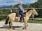 Horse ad