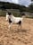 Horse ad