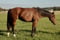 Annuncio cavallo