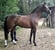 Annonce cheval