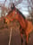 Horse ad