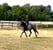 Annuncio cavallo