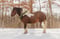 Annuncio cavallo