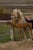 Horse ad