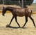 Horse ad