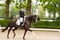 Anuncio de caballos