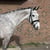 Annonce cheval