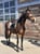 Annuncio cavallo