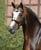 Horse ad