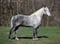 Annuncio cavallo