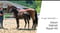 Annonce cheval