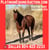 Annuncio cavallo