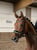 Annuncio cavallo