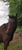 Horse ad