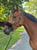 Horse ad
