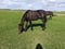 Annuncio cavallo