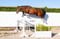 Annonce cheval