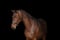 Annonce cheval